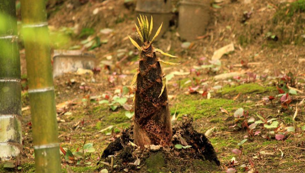 野植珍生態(tài)竹筍食品